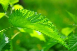 Stinging Nettle Leaf