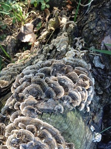 Turkey Tail Shelf Mushrooms