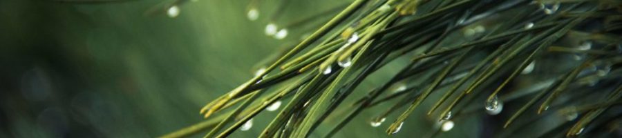 An Image of pine needles dripping with rain
