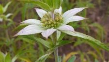 horse mint or spotted bee balm