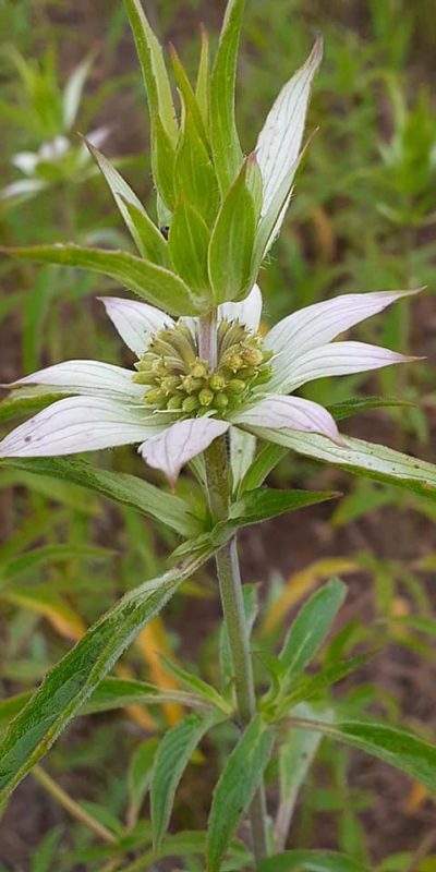 horse mint or spotted bee balm