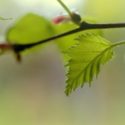 bright green birch leaves