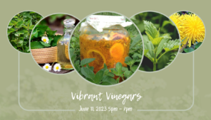 Image showing a variety of plants, and plants infusing in vinegar. It's titled Vibrant Vinegars June 11, 2023 5pm to 7pm