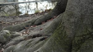 An image of the base of a tree